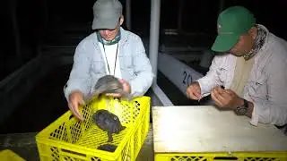 Conservationists release 155 giant tortoises on Galapagos island