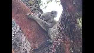 Wild Koala Day 2022
