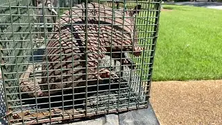 Catching them yard rooting ARMADILLOS