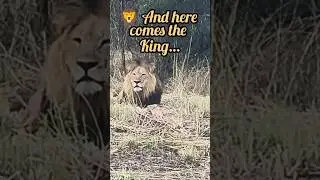 #LionInTheWild#SouthAfricaSafari#JungleKing#BigCatSightingMabulaGameReserve#AfricanSafari#Lion Roar
