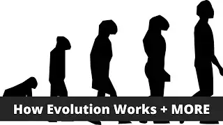 How Does Evolution Work? Why Do Some Creatures Evolve Faster?
