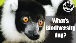 What is World Biodiversity day?