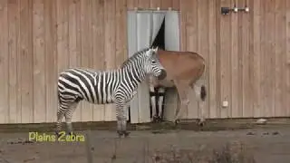 Wild Place Project (26th December 2018)