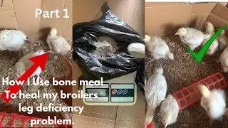 Chickens How I Treated My Broiler Leg Using Bone Meal (Proven Method!)&rdquo;