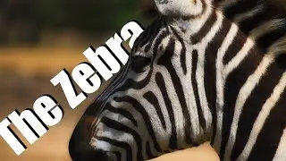 Amazing Zebra Facts You Didn't Know