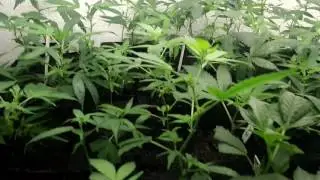 kostenlose hanfstecklinge in 5760 saalfelden