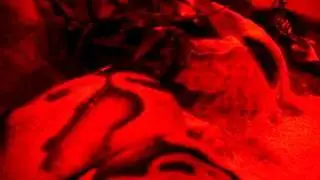 Royal Python Strike Feeding