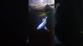 blue veiltail betta Ep07 - Fish Show #fishshow #bettapet #veiltailbetta