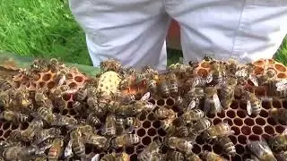 10 Queens in one hive! Let the battle commence