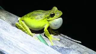Vocaliza&ccedil;&atilde;o de Boana raniceps