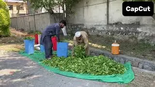 Tea Garden Shinkari Manshera #viralvideo#subscribe#subscribe#tea#tealover#viral#reels#shorts#views
