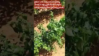 Mirchi farming.Please Subscribe Suport Former Chanel. #shorts#former#youtube#forming#mirchi#viral #