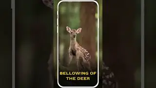 Animals ringtones and wallpapers