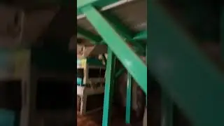 Peanut Processing and Cleaning, Sorting Plant with Color Sortex Machine, Groundnut Manufacturing
