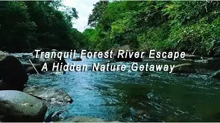 Tranquil Forest River Escape A Hidden Nature Getaway&rdquo;