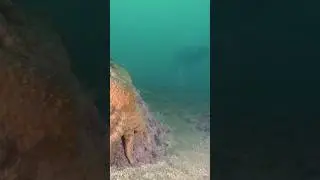 Cause of sea star die-off identified