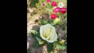 If you love a flower 🌻 don't pluck it, water it.🌱❤️ #viral #viralvideo #reels #flowers #flower