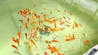 Kohaku, Butterfly, Silky, Milky, Japanese Koi Carp (Mixed)🐟 High Color Quality