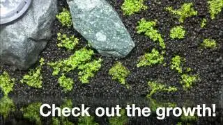 Growth of Dwarf Baby Tears - Dry Start Method Video 3/29/13 - 5/20/13