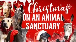 Animals at Christmas | volunteer stories. Tenerife animal sanctuary 