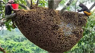 Alone in the Deep Jungle: A Journey of Traditional Wild Honey Hunting