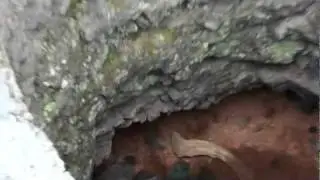 Werewolf Den , Strange Hole and Human BONES