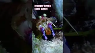 Alien-like Mantis Shrimp 👽 At The Dive Bus House Reef 🪸 #scubadiving #scubadiving #divetrip