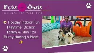 Holiday Indoor Fun Playtime | Bichon Teddy & Shih Tzu Burny Having a Blast