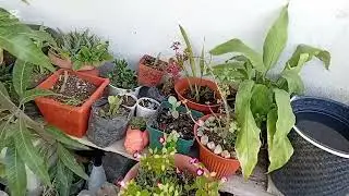 OAqui mi jente linda  nos encontramos en el vivero el hagua tivia monjas jalapa