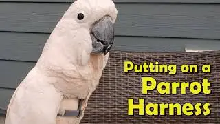 Best Dressed!  How to wear an Aviator Harness - put it on and remove it.