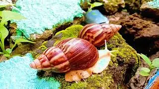 S.L.I.M.E: Slow-Moving Life in Metropolitan Environments (A Snail's Tale)