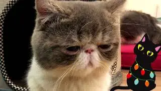 Kittens Enjoying Christmas  ( With Christmas Song ) Clever Cat Corner