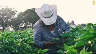 Hatch Chile Festival 2021