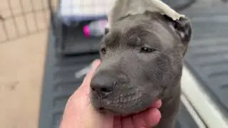 InsearchofTheThaiRidgeback@4OMKO-THAI-RIDGEBACK-K: ONLY 2 BLACK - 2 RED FEMALES DONT MISS OUT !