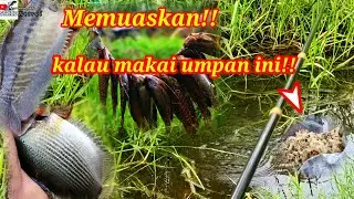 Untung besar kalau makai umpan telor semut/kroto!!#SN-076