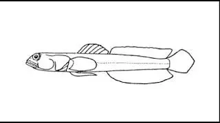 Video portrait of coral reef fish family Microdesmidae (Pfeilgrundeln)