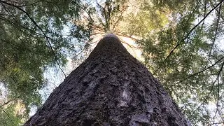 Why we harvest big beautiful Hemlock trees!!!  @CampBrook_FarmForest