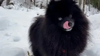 Happy Puppy Hiking in Slushy Snow, Cheakamus, Whistler - No Talking, Nature Sounds, Calming