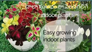 Best indoor plants #Easy to grow 