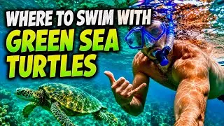 The BEST Places to Swim with Green Sea Turtles in Kauai