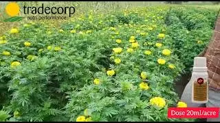Quikon Marigold