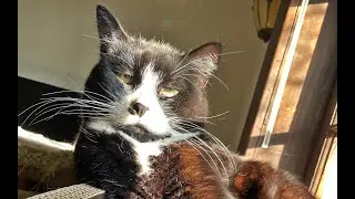 Gotta Luv Those Kits Cats