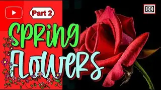 ☘️The Spring Flowers Preview Shorts How to take good pictures of spring flowers   Part 2
