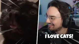 Bigpuffer Reacts to The Funniest Cat Memes!