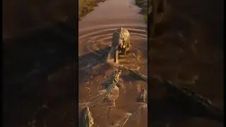 Brave Elephant Saves Baby Monkey from Deadly Crocodiles |  #animals #rescue #wildlife