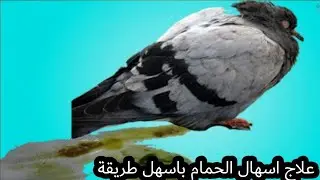 علاج اسهال الحمام باسهل طريقة
