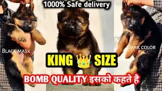 BOMB QUALITY 🔥 KING 👑 SIZE GSD | full long coat black mask German shepherd for sale