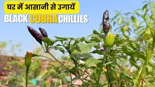 How to Grow Black Chilli at Home | Black Chilli Plant Care, Propagation & Harvest #divinegarden98 