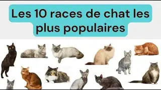Les 10 races de chat les plus populaires