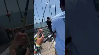 150 pound tarpon off the pier! #viral #fishing #floridafishing #pierfishing #tarpon #shorts #xyzbca